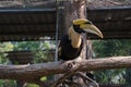 The colors and details of the Rhinoceros Hornbill.