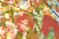 The colors of fall, or call it autum Royalty Free Stock Photo