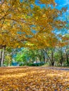 Colors of the fall foliage Royalty Free Stock Photo