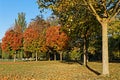 Colors of Fall in Park de la Tete D`Or