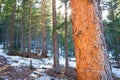 Pine Forest along Deer Creek Royalty Free Stock Photo