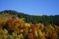 Colors of the forest- Spectacle of nature in autumn Royalty Free Stock Photo