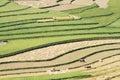 Colors of the harvest on terraced fields Royalty Free Stock Photo