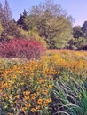 The colors of a hot summer. A flower meadow at the edge of the forest.