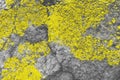 Colors 2021 Illuminating and Ultimate Gray, background of stone texture with tinted yellow lichen Royalty Free Stock Photo