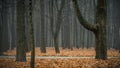 colors of late autumn. dry fallen leaves completely cover the ground in a foggy morning city park with bare trees and a narrow Royalty Free Stock Photo