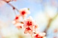 The colors of love in the blossoming of Spring Royalty Free Stock Photo