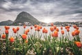 Colors of LuganoÃÂ´s tulip