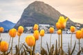 Colors of LuganoÃÂ´s tulip