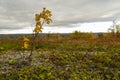 Colors of northern Norway in autumn Royalty Free Stock Photo