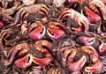 The colors and patterns of salted crabs.