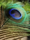 The colors of a Peacock Royalty Free Stock Photo