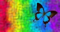 Colors of rainbow. blue tropical butterfly Ulysses on a blurred multicolored background. Royalty Free Stock Photo