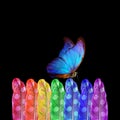 Colors of rainbow. bright blue tropical morpho butterfly and bird feathers in rainbow colors. color selection Royalty Free Stock Photo