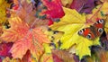 Colors of rainbow. bright colorful autumn leaves and red butterfly texture background.