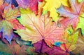 Colors of rainbow. colorful maple leaves texture background. top view. fallen leaves. Royalty Free Stock Photo