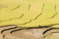 Colors of rice fields Royalty Free Stock Photo