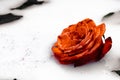 Colors and roses are the perfect combination Royalty Free Stock Photo