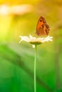 Butterfly insect brown and orange butine a white flower daisy in summer Royalty Free Stock Photo