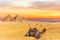 Colors of sunset near the Pyramids of Giza and a camel, Egypt Royalty Free Stock Photo