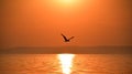 A seagull flying freely at sunset