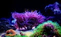 Colors of the Torch LPS Coral - Euphyllia glabrescens