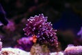 Colors of the Torch LPS Coral - Euphyllia glabrescens
