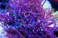 Colors of the Torch LPS Coral - Euphyllia glabrescens