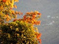 Colors Of The Trees Changes During Sunrise