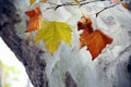 Colors variations in the autumn leaves, with a clear trunk bark in the background Royalty Free Stock Photo
