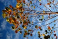 Colorul leaves