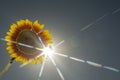 Colose-up sun flower against blue sky on sunny day. Beautiful sunbeams Royalty Free Stock Photo