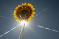 Colose-up sun flower against blue sky on sunny day. Beautiful sunbeams Royalty Free Stock Photo