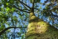 Colossal Ceiba speciosa trunk in the garden