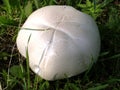 Colossal champignon mushroom