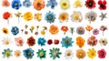 This is a colossal collection of 120 in 1 blue, orange, red, yellow, turquoise, pink and purple flowers isolated on Royalty Free Stock Photo