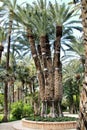 Colossal eight-arm palm tree Royalty Free Stock Photo