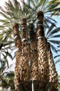 Colossal eight-arm palm tree Royalty Free Stock Photo