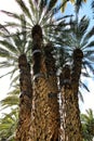 Colossal eight-arm palm tree Royalty Free Stock Photo