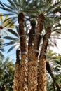 Colossal eight-arm palm tree Royalty Free Stock Photo