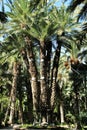 Colossal eight-arm palm tree Royalty Free Stock Photo