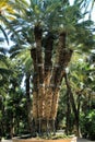 Colossal eight-arm palm tree Royalty Free Stock Photo