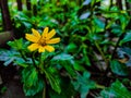 Colossal flower plant Royalty Free Stock Photo