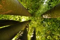 Colossal and Majestic trees in the forest