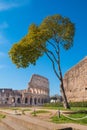 Colosseum as seen from the Palatine Hill in Rome, Italy Royalty Free Stock Photo