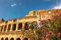 The Colosseum behind some beautiful flowers, Rome, Italy