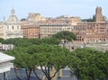 Colosseum in Rome, Italy. View through cypress trees.