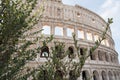 The Colosseum seen between the green leaves of an olive tree, Rome Italy