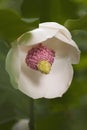 Colossus Oyama magnolia flower