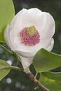 Colossus Oyama magnolia flower